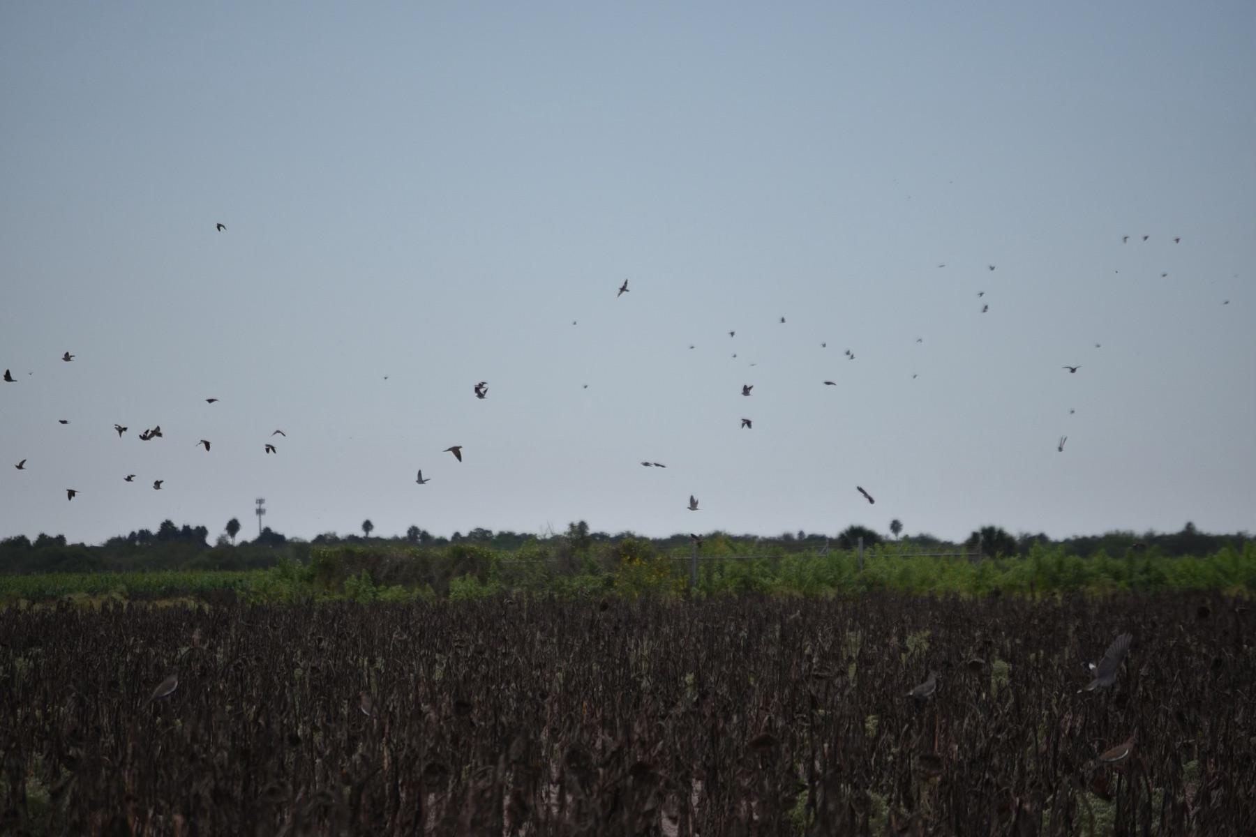 A flock of white-winged dove pouring over a Rio Grande Valley sunflower field
