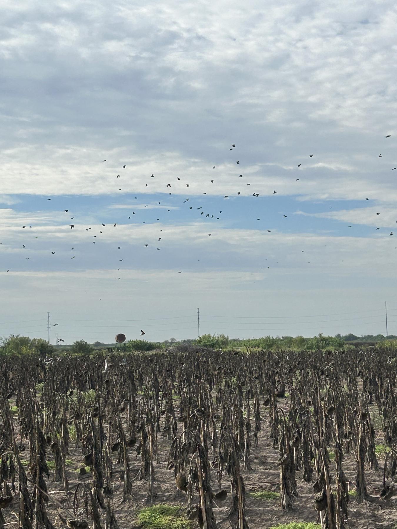 Doves working a harvested sunflower field in the Rio Grande Valley